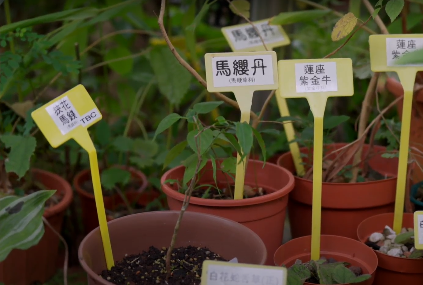 Self Photos / Files - 5_微風 (1)